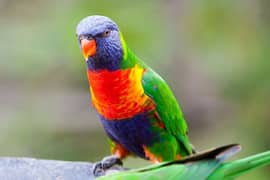 lori parrot for sell 0