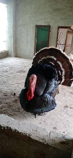 turkey birds for sale healthy and active 2 male 1 female