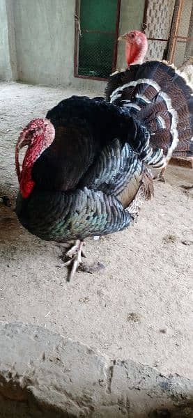 turkey birds for sale healthy and active 2 male 1 female 1