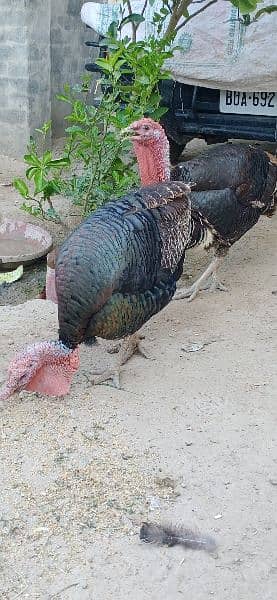 turkey birds for sale healthy and active 2 male 1 female 2