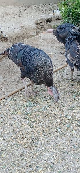 turkey birds for sale healthy and active 2 male 1 female 3