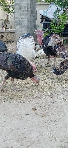 turkey birds for sale healthy and active 2 male 1 female 5