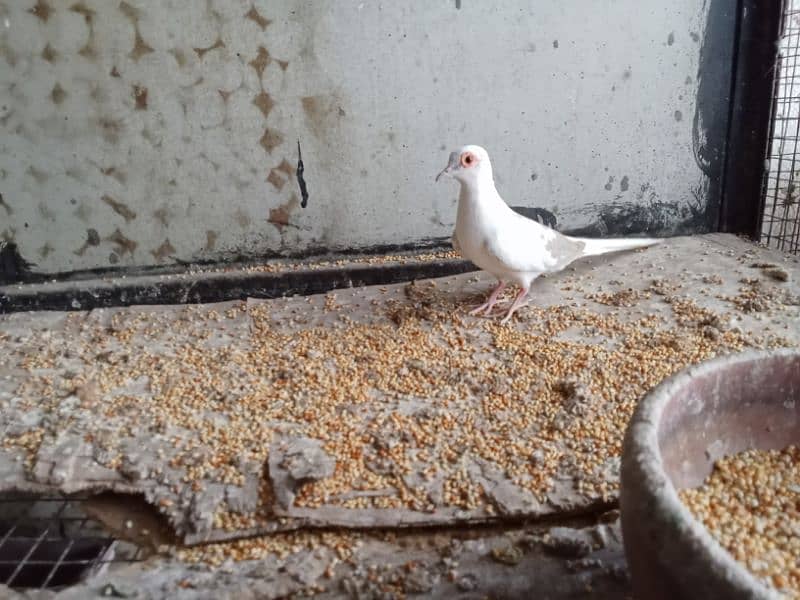 Red pied male or Diamond pied female pair full wash quality bird 0