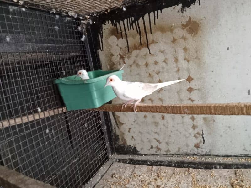 Red pied male or Diamond pied female pair full wash quality bird 1