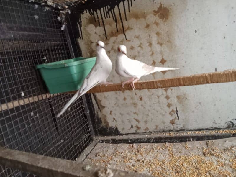 Red pied male or Diamond pied female pair full wash quality bird 3