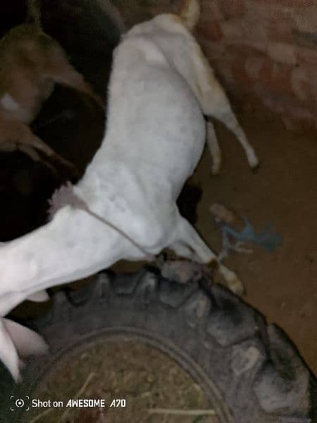 Beautiful White Hen for Qurbani and Breading 3