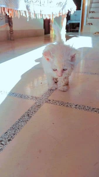 A cute Persian kitten age 3 month in the budget 4