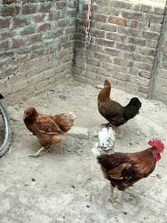 desi hens for sale, 1 pair of loham brown