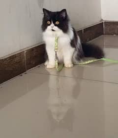 Scottish long hair cat for sale