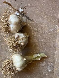 G1 garlic for sale 0