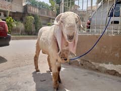 goat healthy phone 03317709159