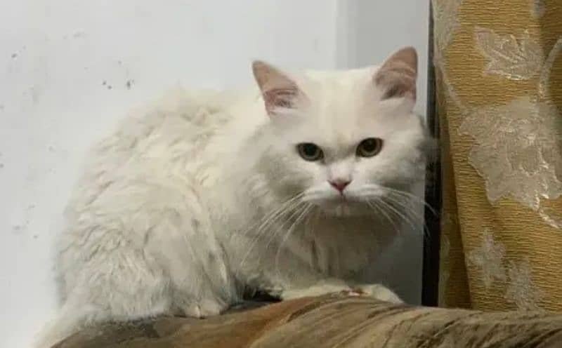 Persian white cat full trained 1