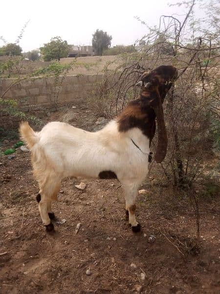 andu bakra ( 03463332233 ) 4