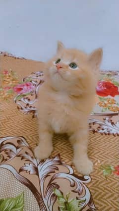 Persian kittens long coat 0