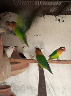 Parrots available for sale