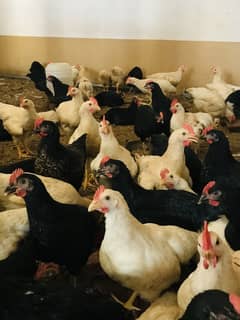 Desi Chicken Golden Misri + 350-500gram Chicks