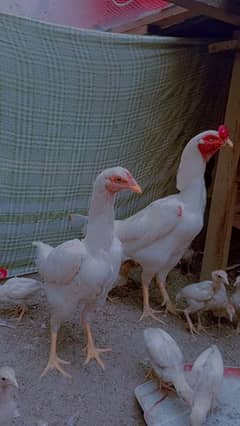 Turkish Hint Heera aseel chicks white active nd healthy