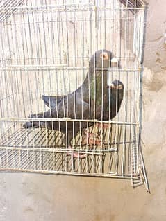 Silver pigeons