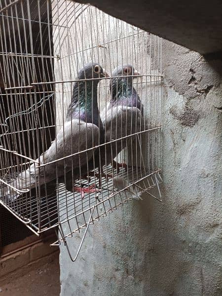 Silver pigeons 3