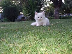 white persion kitten