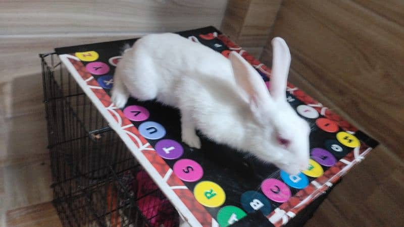 rabit for sale 3