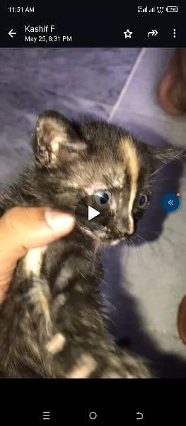 cats for sale with baby 3