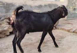 2 Dant Healthy Bakra for Qurbani 2024 Weighted MashAllah