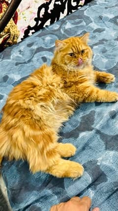 Persian Male cat for sale