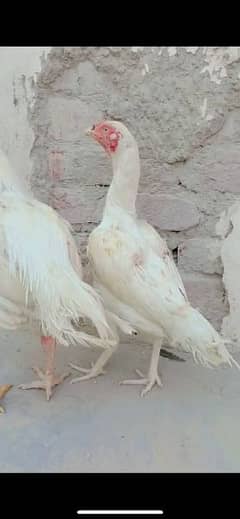 2 Heera Paper white nok nalli and Pure Thai hens/murgia