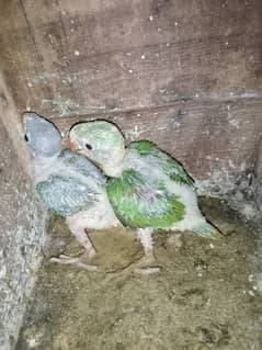 Kashmiri raw chicks
