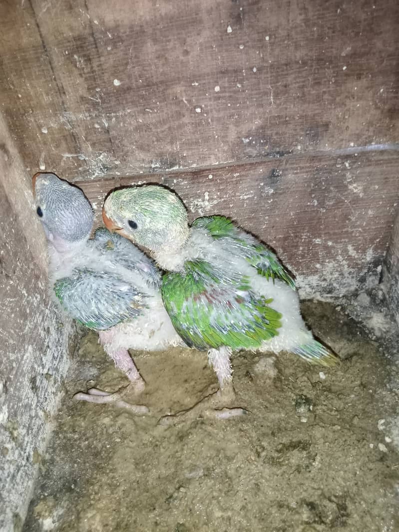 Kashmiri raw chicks 1
