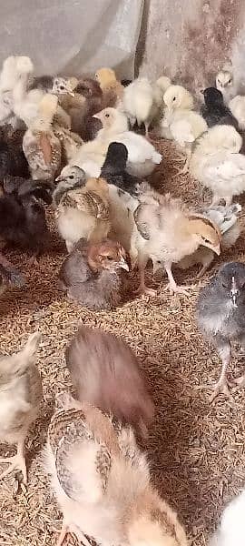 Golden misri mix mall for sale 3