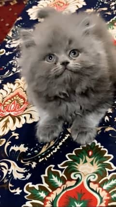 Persian kitten triple coated punch face