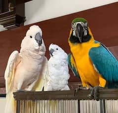 Macaw, cockatoo, grey parrot, Sun counure, eclectus,lory,