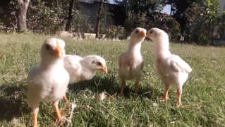 Pure Quality Heera Aseel Chick Available