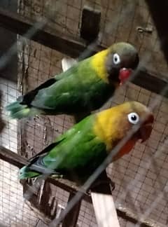 love birds and budgie