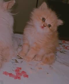 Persian Male / Female Kitten For Sale