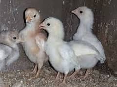 Heera Paper White Aseel Chicks Available 0
