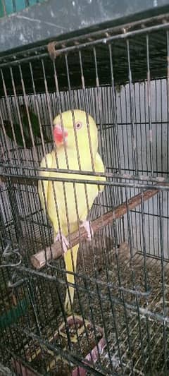 yellow ring neck adult female hand tamed
