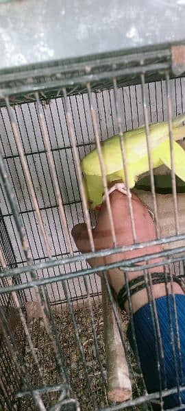 yellow ring neck adult female hand tamed 1