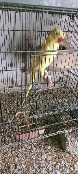 yellow ring neck adult female hand tamed 2