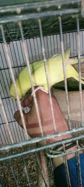 yellow ring neck adult female hand tamed 3