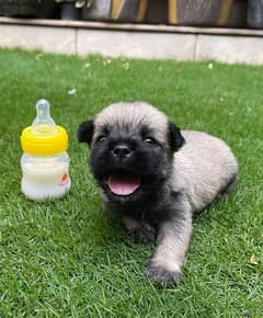 pug pup for sale 0