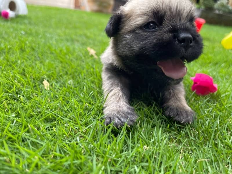 pug pup for sale 1