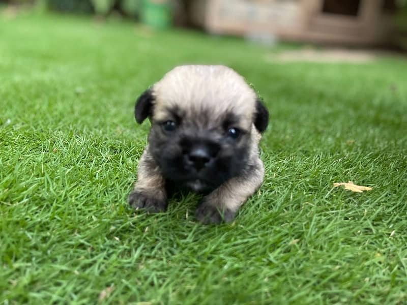 pug pup for sale 2
