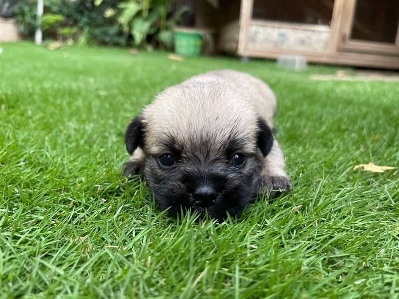 pug pup for sale 3