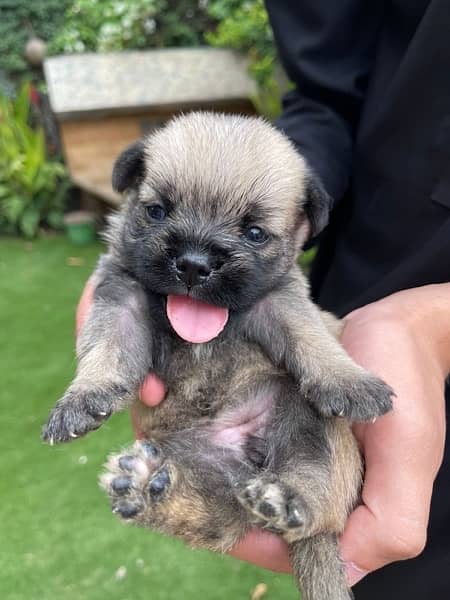 pug pup for sale 6