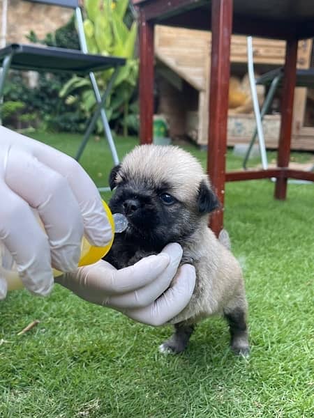 pug pup for sale 7