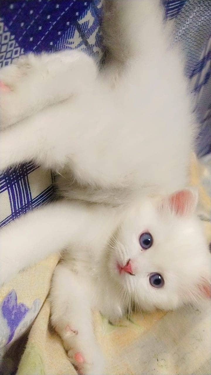 Persian triple coated kittens 0