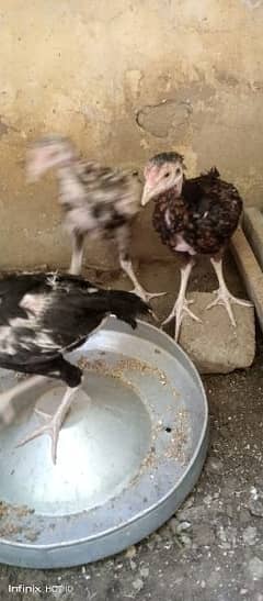 aseel chicks for sale age 4month